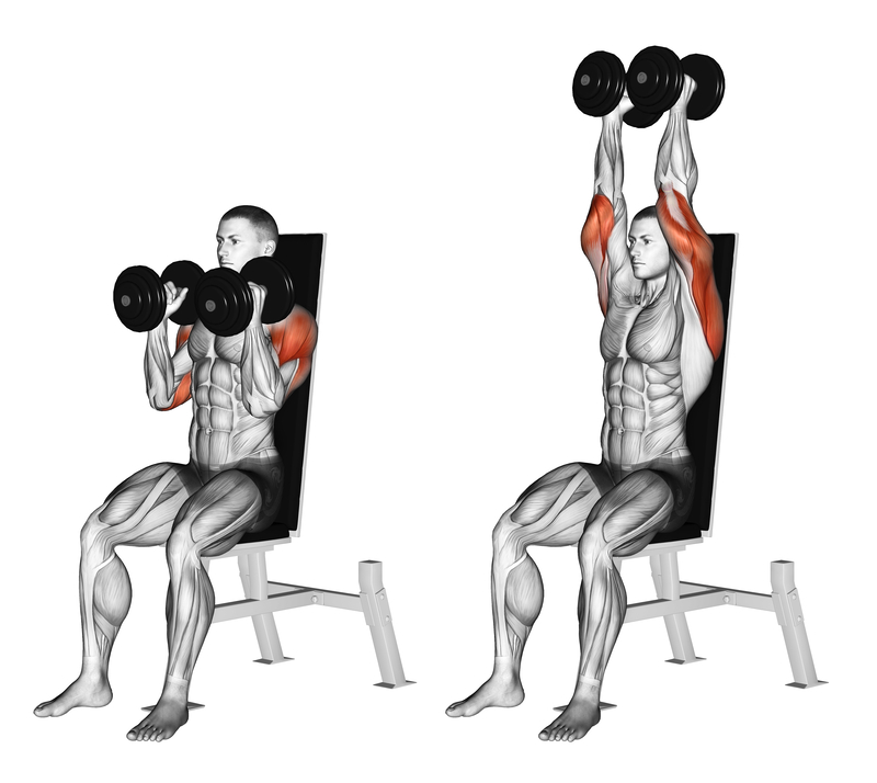 Barbell vs Dumbbell Shoulder Press: 5 Key Differences - Humane Muscle